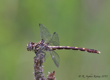 Progomphus obscurus, female